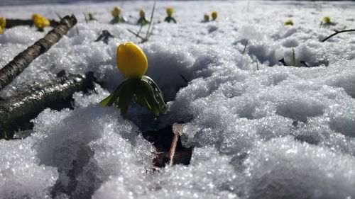 Close-up of frozen plant