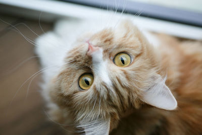 Close-up portrait of a cat