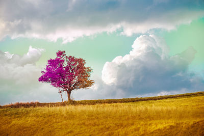View of flowering plants on land against sky