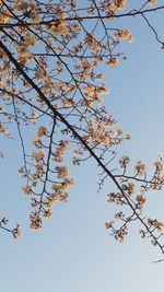 Low angle view of flower tree against clear sky