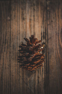 High angle view of dried plant on table