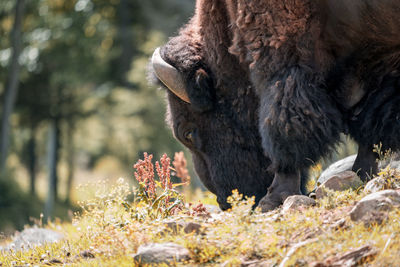 Close-up of horse on land