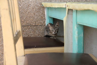 Cat sitting on chair by table