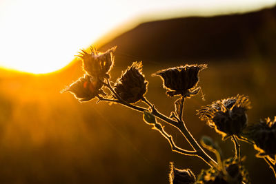 Close-up of plant against sky during sunset