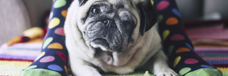 Close-up portrait of a dog at home