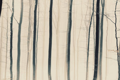 Winter forest photography foggy and snowy