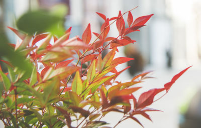 Close-up of red maple leaves