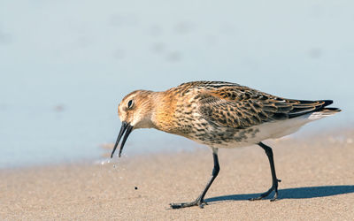 Close-up of a bird on beach