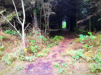 View of trees along plants