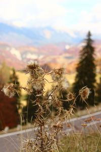 Close-up of wilted flower on field against sky