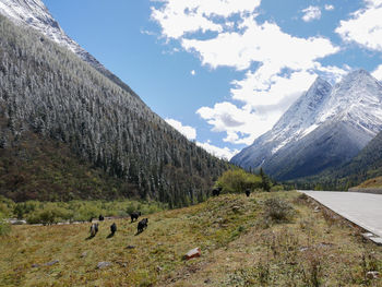 View of horses on landscape against sky