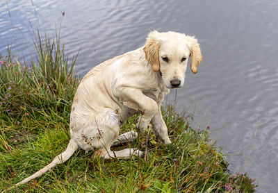 A young golden retriever puppy at play