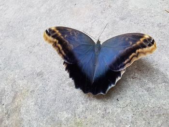 High angle view of butterfly