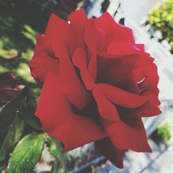 Close-up of red rose