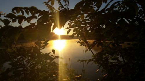 Sun shining through trees