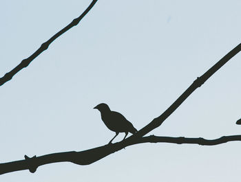 Low angle view of bird perching on branch against sky