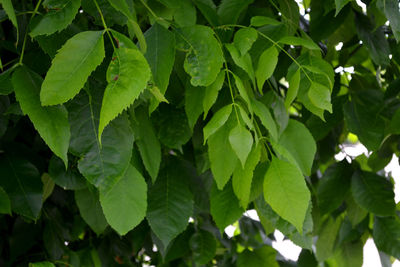 Close-up of green leaves