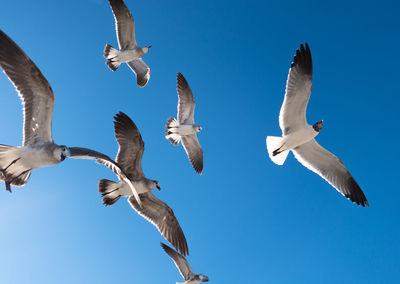 Flock of seagulls flying against clear sky