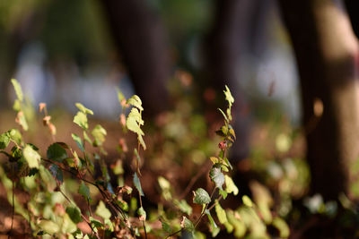 Close-up of flowering plants on field