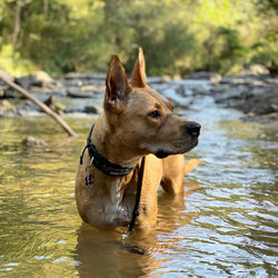 Dog standing in water looking to the right