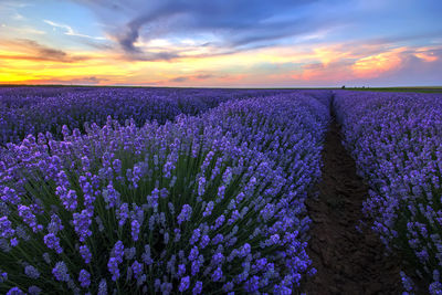 Purple flowering plants on field against sky during sunset