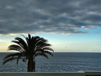 Palm tree by sea against sky at sunset