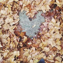 Autumn leaves on ground