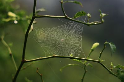 Close-up of spider web on plant