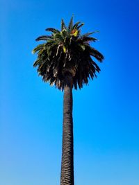 Low angle view of coconut palm tree against blue sky