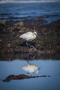 View of heron on beach