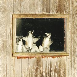 Reflection of cat on wood