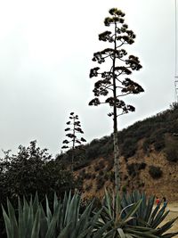 Low angle view of trees against clear sky