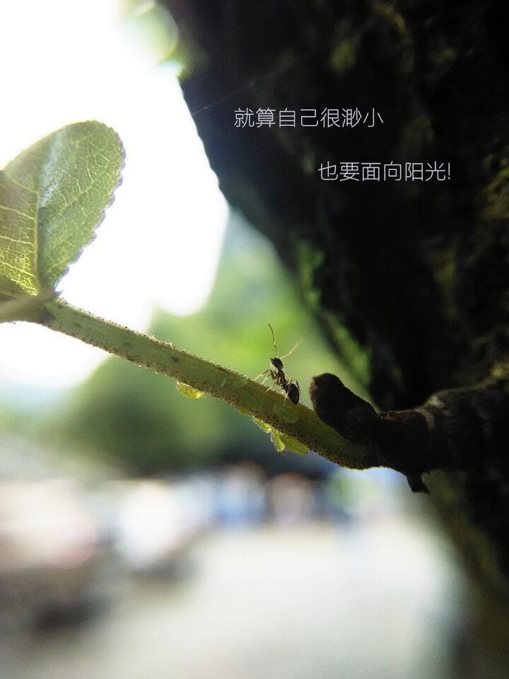 text, communication, western script, focus on foreground, close-up, leaf, tree, selective focus, low angle view, growth, information sign, guidance, sign, branch, non-western script, outdoors, nature, day, plant, no people