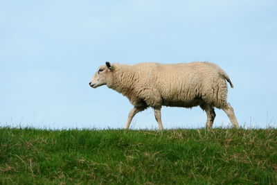 Sheep on field against clear sky