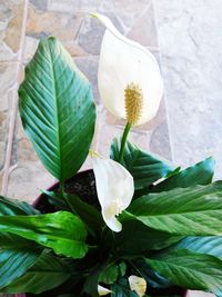 Close-up of white flowering plant