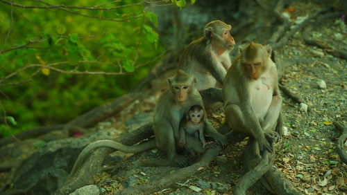 Monkey sitting outdoors