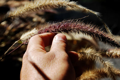 Close-up of hand holding animal eye