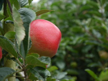 Close-up of plant