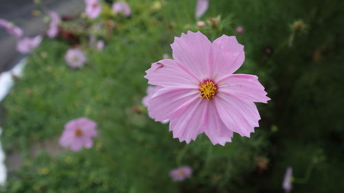 Close-up of pink cosmos flower