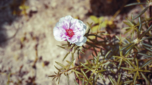 Close-up of pink flower