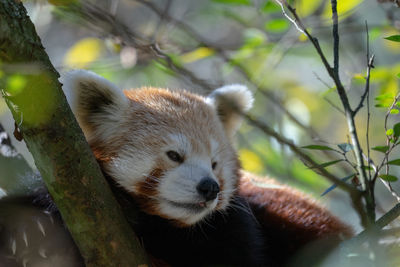 Red panda in a tree.