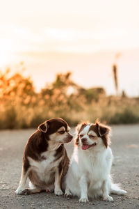 Portrait of dog sitting outdoors