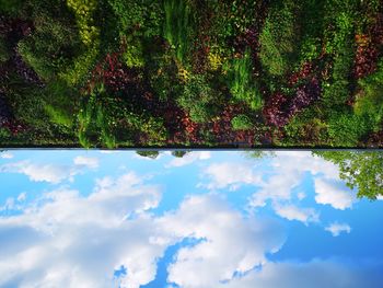 Low angle view of trees against sky