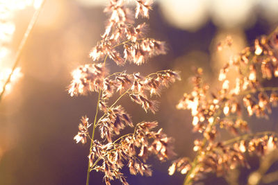 Close-up of dried flowers on plant