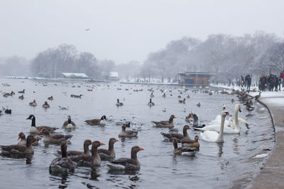 Swans and ducks swimming in lake during winter