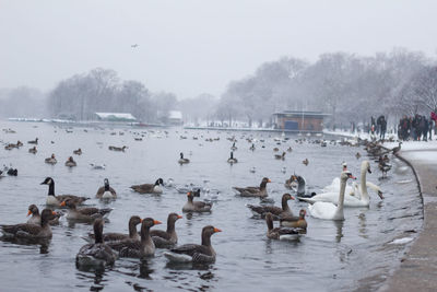 Birds swimming in lake during winter