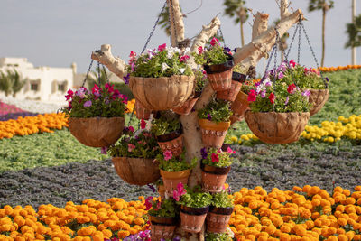 Potted plants in basket by flowers