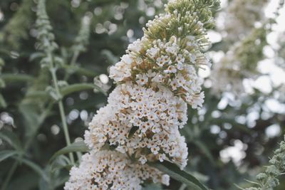 Close-up of white flowering plant