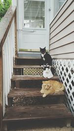 Cats sitting on steps