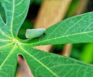 Close-up of insect on leaf